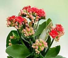 Red Longevity Seeds for easy-care planting in pots or beds