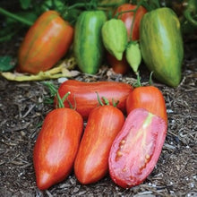 Striped Roman Tomato Seeds (Solanum lycopersicum) for a productive addition to the vegetable patch