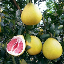 Sweet Pomelo Seeds for a sweet addition to the home orchard