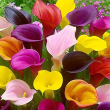 Multiple Colors Calla Lily Seeds known for beautiful, Elegant Flower Blooms