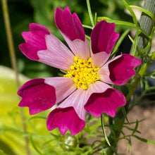 Cosmos Sea Shells Seeds for a colorful addition to any planting