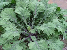 Kale Seeds for a productive addition to the vegetable patch