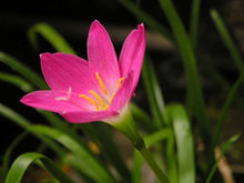 Pink Zephyranthes Candida Bulbs for a colorful addition to any planting
