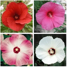 Hibiscus Seeds (Hibiscus spp.) for a lasting display in the Flower Bed & Urban Garden