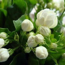 White Jasmine Seeds for a lasting addition to the Bonsai & Garden