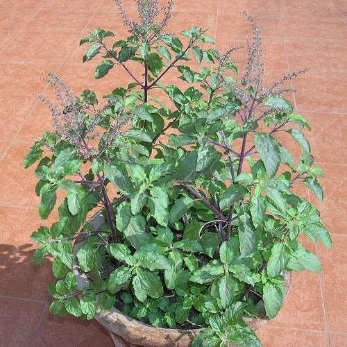 Green Basil Tulsi Plants for a fragrant addition to the herb patch
