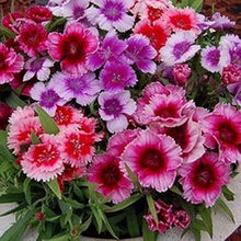 Dianthus Wee Willie Mix Seeds for growers seeking a long-blooming display