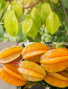 Star Seeds (Averrhoa carambola) for growers planting the Urban Garden