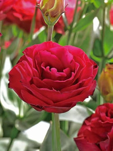 Red Eustoma (Lisianthus) Perennial Seeds for gardeners building out beds and borders