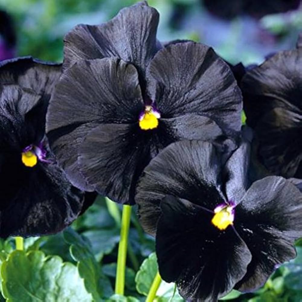 Black and white pansy flower seeds