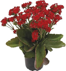 Kalanchoe Bonsai Indoor Pot Plants for long-term planting in the yard