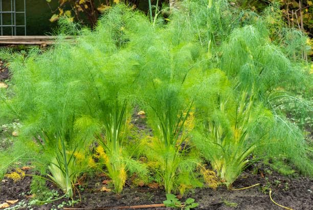 Perennial Dill Plants for a fragrant addition to the herb patch