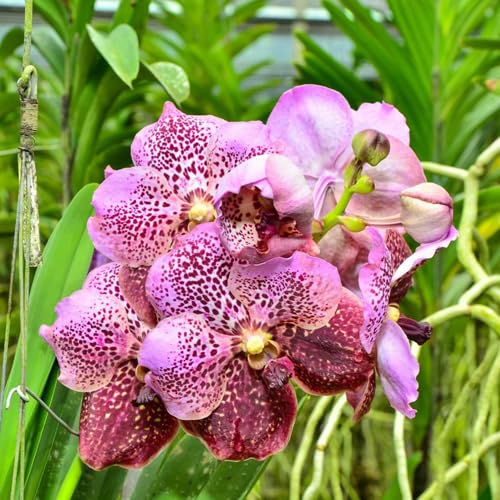 Lavender Evergreen Flower - for planting in home garden