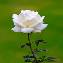 Flat white rose flower seeds