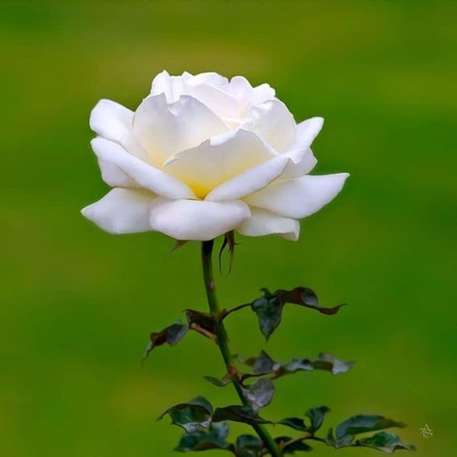 Flat white rose flower seeds