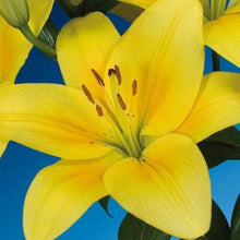 Double Lily Lilium Bulbs for seasonal color across the Garden