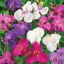 Spiderwort Tradescantia virginiana flower seeds for planting in shaded backyard gardens