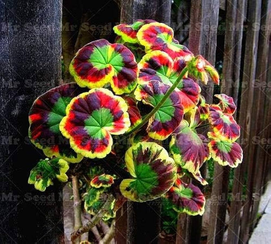Geranium Mix (Pelargonium spp.) seeds for winter garden planting