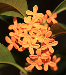 Fragrans Seeds for a bright addition to the Light Orange Garden