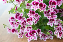 Mini Geranium Seeds for growers filling out the Pelargonium bed container garden