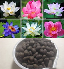Lily Seeds for growers filling out the Garden & Seasonal Sowing
