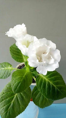 Gloxinia Seeds for colorful blooms in the Flower Bed & Indoor Garden