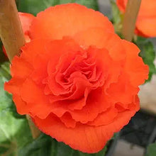 Double Orange Begonia Flower Seeds â€“ Lush, Bright Orange Blooms for Shade-Loving Displays