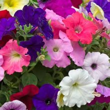 Dwarf Petunia Mix Seeds for a colorful addition to any planting