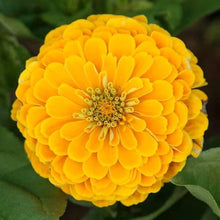 Yellow Zinnia Seeds (Zinnia elegans) for a bright addition to the Flower Urban Garden