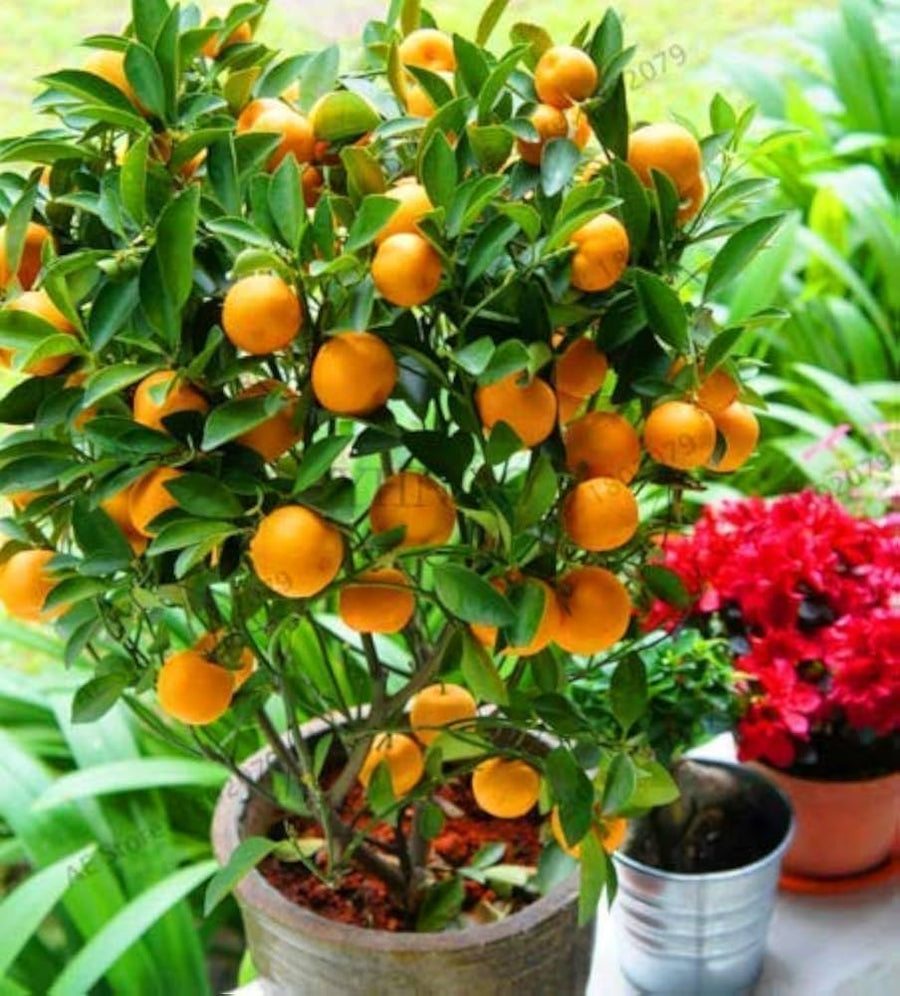 Oranien - Crisp for planting in home garden