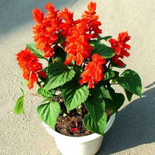Plant Seeds (Salvia splendens) for a fragrant addition to the flower beds