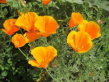 Eschscholtzia Mixed Color California Poppy Seeds for a bright addition to the Flower Wildflower Garden