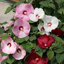 Hibiscus Honeymoon White Eye Seeds known for huge, Exotic Summer Blooms, Cold Hardy Perennial Flowers
