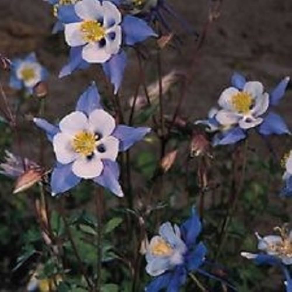 Aquilegia Columbine Heavenly Blue and White flower seeds