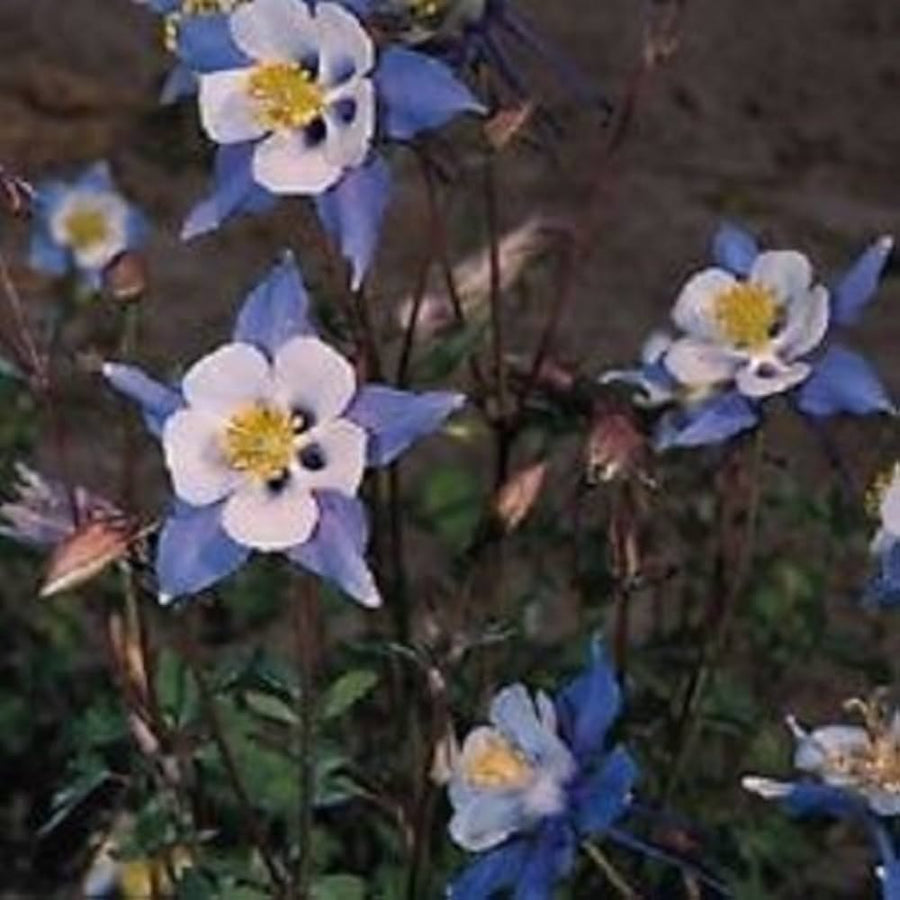 Aquilegia Columbine Heavenly Blue and White flower seeds