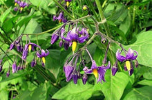 Solanum Dulcamara Seeds (Solanum dulcamara) for growers filling out the Flower Bed