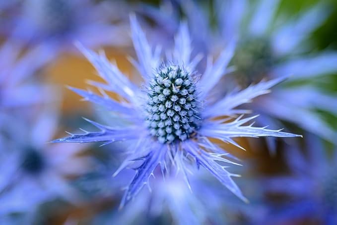 Eryngium Plant Eryngium spp for planting in flower bed