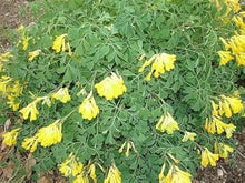 Corydalis Lutea Seeds (Lutea rock) for colorful blooms in the Corydalis garden flower border
