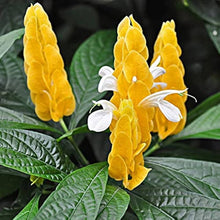 Golden Shrimp Pachystachys Lutea Seeds for seasonal color across the Tropical Decorative Pots