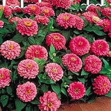 Zinnia Benary Giant Pink seeds for bright pink blooms