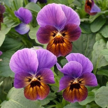 Viola Engel Blueberry Glow flower seeds for striking violet blooms