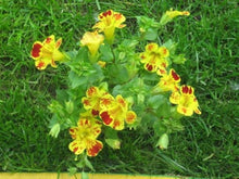 Monkey Flower Mimulus Seeds for growers seeking a long-blooming display