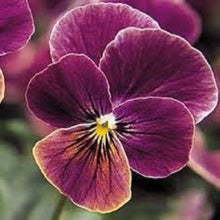 Viola Sorbet Black Delight flower Seeds for seasonal color across the dramatic annual color beds