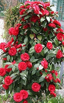 Colored Semi DIY Flower Plant Seeds for reliable seasonal color