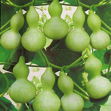 Lagenaria Pumpkin Seeds (Lagenaria siceraria) for a fresh homegrown crop from the Vegetable Patch