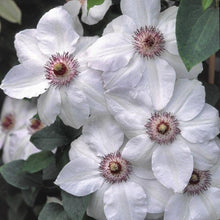 White Clematis Clematis Florida Bulbs for colorful blooms in the flower bed trellis