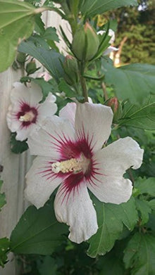Mixed Colors Rose of Sharon Hibiscus Syriacus Flower Tree Bush Shrub Seeds for a lasting addition to the landscape