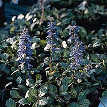 Ajuga Reptans for planting in ground cover garden
