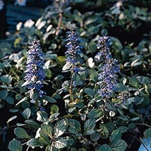 Ajuga Reptans for planting in ground cover garden