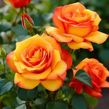 Polyantha Rose Climbing Plant Mix Seeds for fast cover along a fence or wall